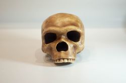 homo neanderthal steinheim man skull replica, prehistoric fossil collection, realistic hominid skull, museum quality