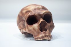 homo neanderthal la ferrasie 1 skull replica, prehistoric fossil collection, realistic hominid skull, museum quality