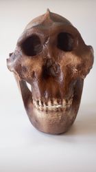 australopithecus boisei skull replica, full-size 3d printed hominid skull, museum quality anthropology model