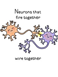 neurons