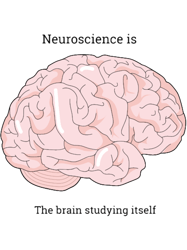 neuroscience is the brain studying itself