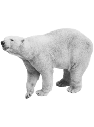 polar beargiant polar bearcute polar bear