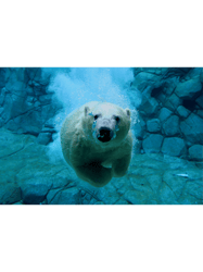 polar bear dive