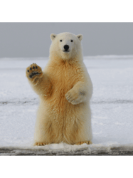 polar bear wave