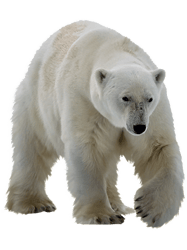 polar bear(1)