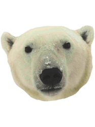 polar bear(7)