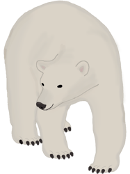 polar bear(10)