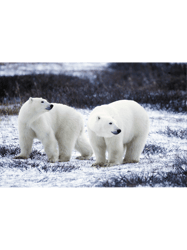 polar bears (1)