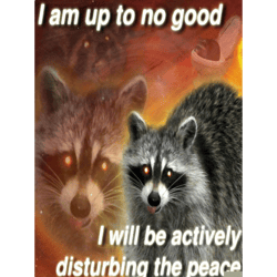 i am up to no good, i will be actively disturbing the peacefunny raccoon quote