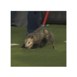 texas tech possum