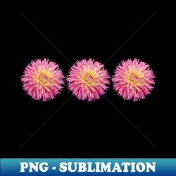 three pink dahlias floral photo - retro png sublimation digital download
