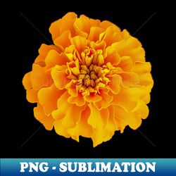 orange marigold nature floral photo - png transparent sublimation file