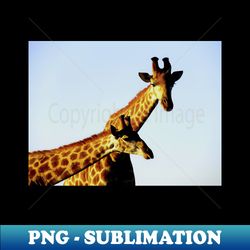 african wildlife photography blue sky giraffe - high-resolution png sublimation file - capture imagination with every detail