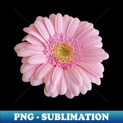 pink gerbera floral photo - digital sublimation download file