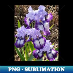 purple and white iris flower - stylish sublimation digital download