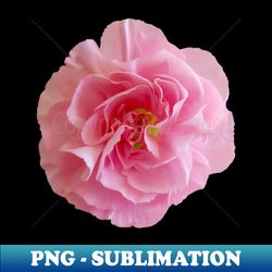 pink carnation floral photo - signature sublimation png file