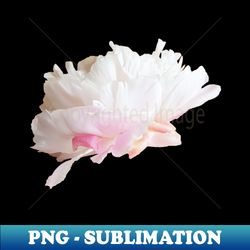 pale pink peony flower floral photo cutout - trendy sublimation digital download