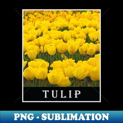 yellow tulip floral photography 1 - premium png sublimation file