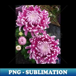 chrysanthemum flower pink - retro png sublimation digital download