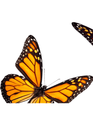 monarch butterfly sticker pack orange