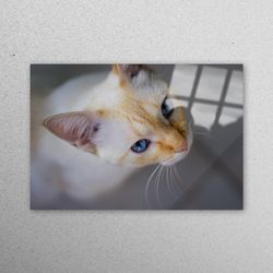 wall decor, mural art, glass wall art, cat photo print, animal glass wall, cat wall decoration, cat lover gift glass wal