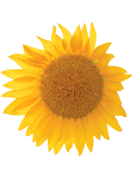 sunflower, sunshine, summer, flower, nature, outdoors, large canvas prints,
