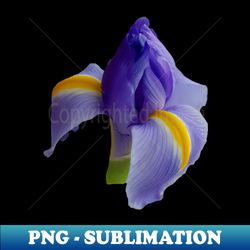 a blue iris flower for mothers day - special edition sublimation png file - bold & eye-catching