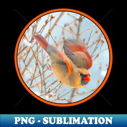 northern cardinal flying photograph - vintage sublimation png download - unlock vibrant sublimation designs