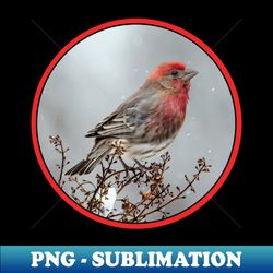 house finch in snow photograph - png transparent sublimation file - enhance your apparel with stunning detail