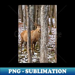 red deer - exclusive png sublimation download - stunning sublimation graphics