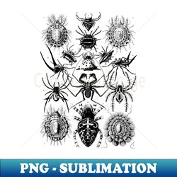 vintage haeckel arachnids spiders arachnology - png transparent digital download file for sublimation - unleash your creativity