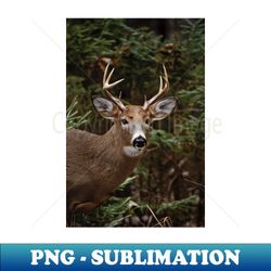 white-tailed deer - png transparent sublimation design - stunning sublimation graphics