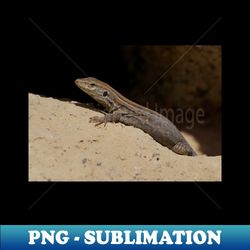 gallotia galloti female tenerife lizard - exclusive sublimation digital file - capture imagination with every detail