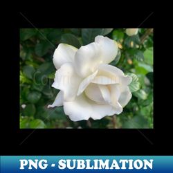 gardenia flower - png transparent digital download file for sublimation - create with confidence