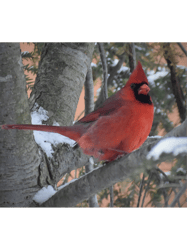 bright red cardinal