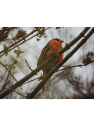 dreamy cardinal