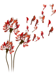 red cardinal dandelioncardinals