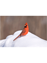 red cardinal in the snow