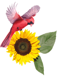 sunflowers cardinal birds(2)