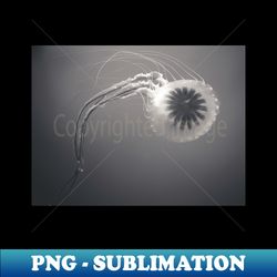 jellyfish - png transparent sublimation file