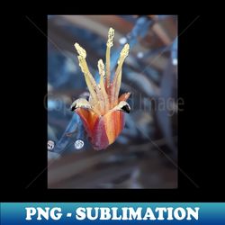 unique flower colorful photography my - premium png sublimation file