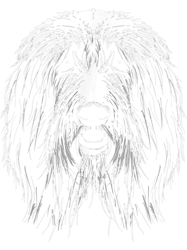 Bearded Collie Classic(1)