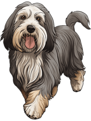 Bearded Collie Dog(2)