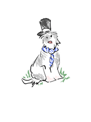 Bearded Collie Dog(3)