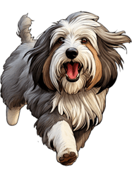 Bearded Collie Dog (2)