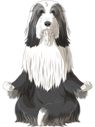 Bearded Collie Dog Meditate