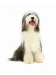 Bearded Collie Dog(6)