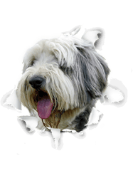 bearded collie tbearded collie dog