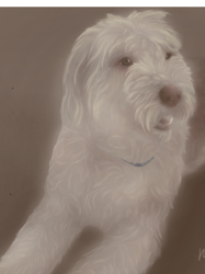 Bearded Collie Taylor Graphic