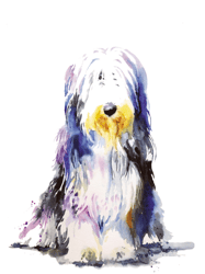 Bearded Collie Watercolour Graphic